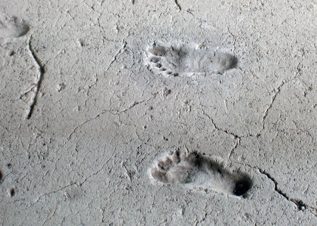 Rows of ancient footprints pressed into hardened grey volcanic mud