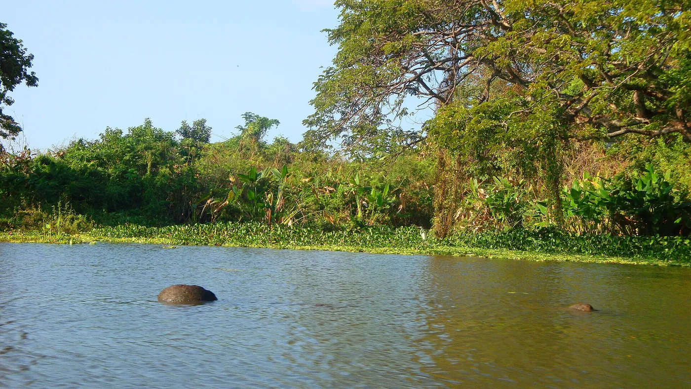 Small green islands scattered across a lake